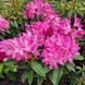 Рододендрон Германія / С10 / Rhododendron Germania