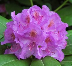 Рододендрон Грандіфлорум / Р13 / Rhododendron Grandiflorum