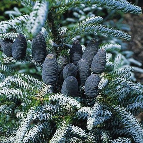 Ялиця корейська Фрості / h 60-70 / Abies koreana Frosty