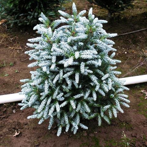 Ялиця корейська Фрості / h 60-70 / Abies koreana Frosty