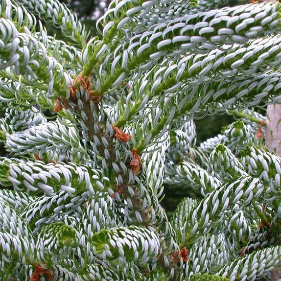 Ялиця корейська Фрості / h 60-70 / Abies koreana Frosty