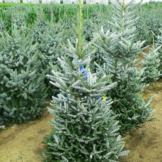 Ялиця корейська Фрості / h 60-70 / Abies koreana Frosty