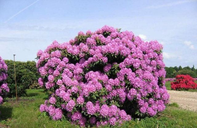 Рододендрон Грандифлорум / Р13 / Rhododendron Grandiflorum