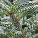 Ялиця корейська Фрості / h 60-70 / Abies koreana Frosty