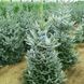 Ялиця корейська Фрості / h 60-70 / Abies koreana Frosty