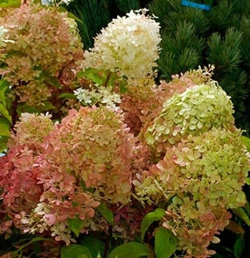 Гортензия метельчатая Романтик Айс / С7,5 / Hydrangea Romantic Ace