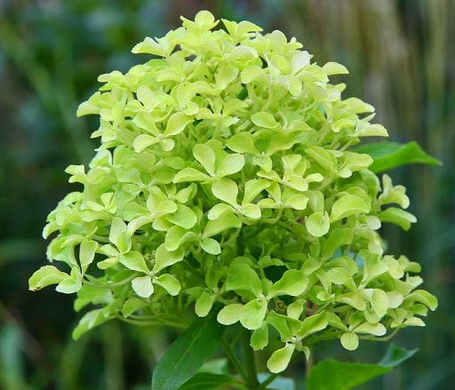 Гортензія волотиста Романтік Айс / С7,5 / Hydrangea Romantic Ace