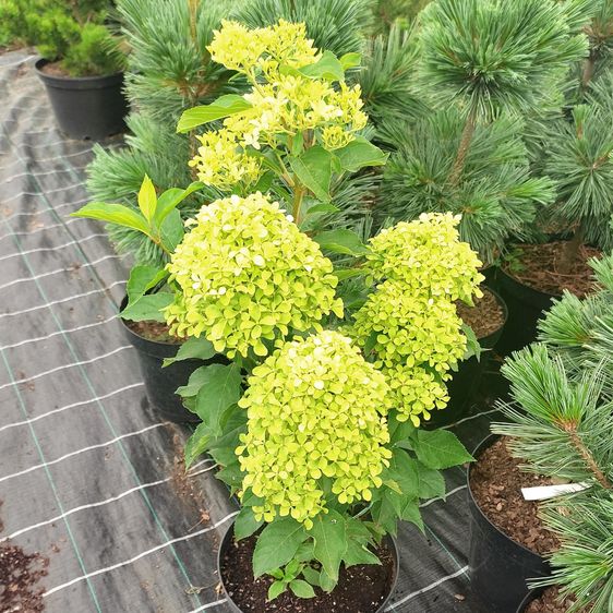 Гортензія волотиста Романтік Айс / С7,5 / Hydrangea Romantic Ace