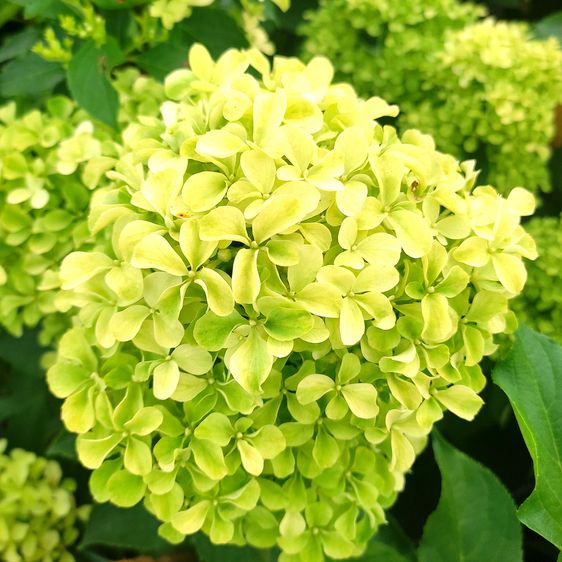 Гортензія волотиста Романтік Айс / С7,5 / Hydrangea Romantic Ace