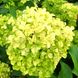 Гортензія волотиста Романтік Айс / С7,5 / Hydrangea Romantic Ace