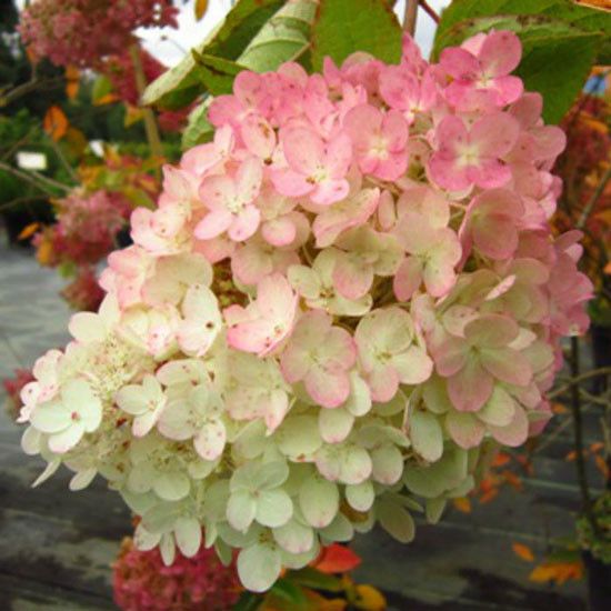 Гортензия метельчатая Грандифлора / С3 / Hydrangea Grandiflora