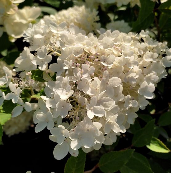 Гортензія волотиста Грандіфлора / С3 / Hydrangea Grandiflora