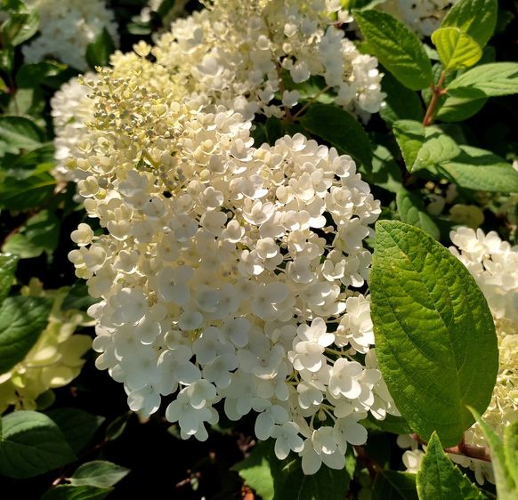 Гортензия метельчатая Грандифлора / С3 / Hydrangea Grandiflora