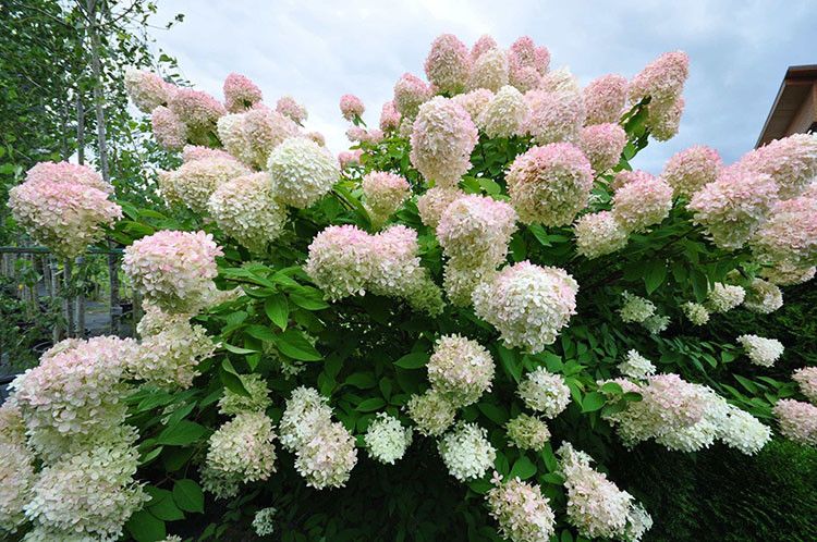 Гортензия метельчатая Грандифлора / С3 / Hydrangea Grandiflora