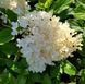 Гортензия метельчатая Грандифлора / С3 / Hydrangea Grandiflora