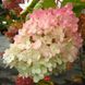 Гортензія волотиста Грандіфлора / С3 / Hydrangea Grandiflora