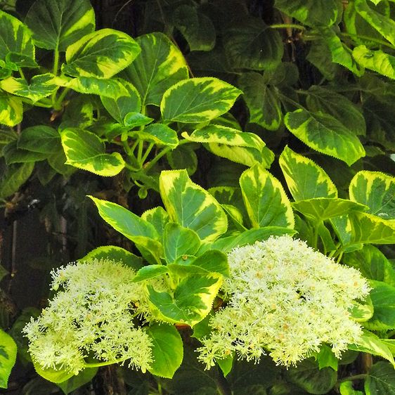 Гортензия черешковая Миранда / С2 / Hydrangea petiolaris Miranda