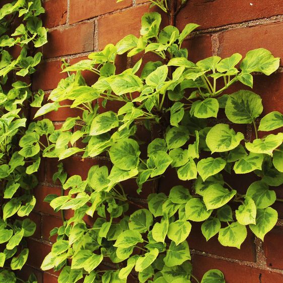 Гортензія черешкова Міранда / С2 / Hydrangea petiolaris Miranda