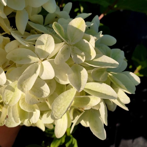 Гортензія волотиста Фантом / С10 / Hydrangea Phantom