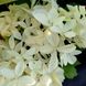 Гортензия метельчатая Фантом / С10 / Hydrangea Phantom