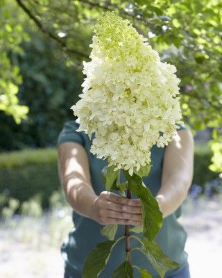 Гортензія волотиста Скайфолл / С5 / Hydrangea Skyfall