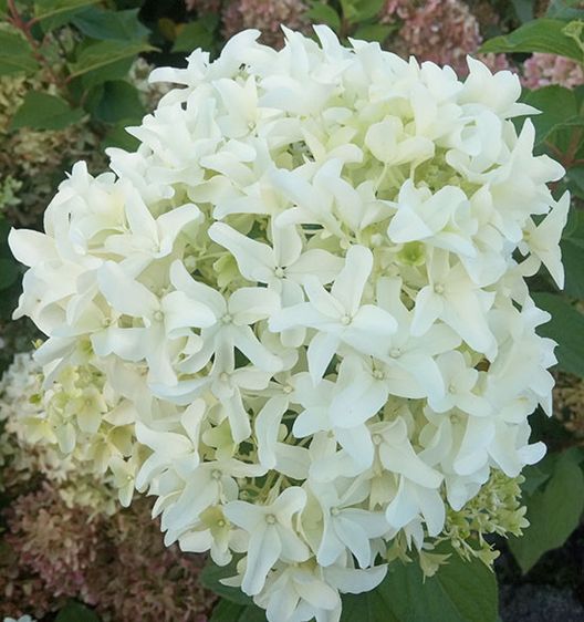 Гортензия метельчатая Скайфолл / С5 / Hydrangea Skyfall