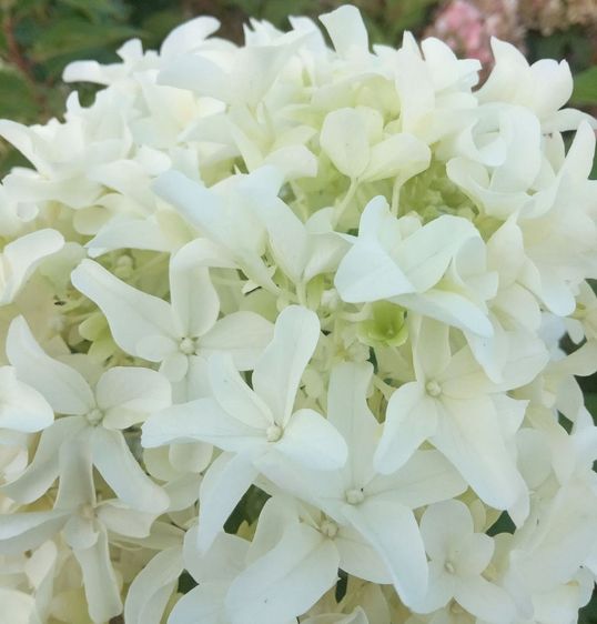 Гортензія волотиста Скайфолл / С5 / Hydrangea Skyfall