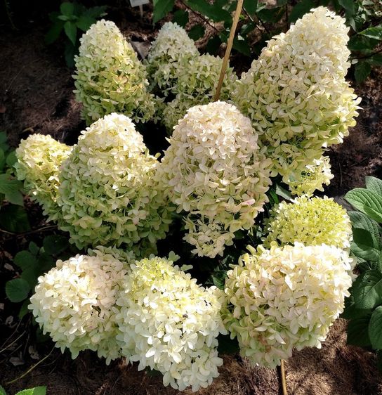 Гортензія волотиста Скайфолл / С5 / Hydrangea Skyfall