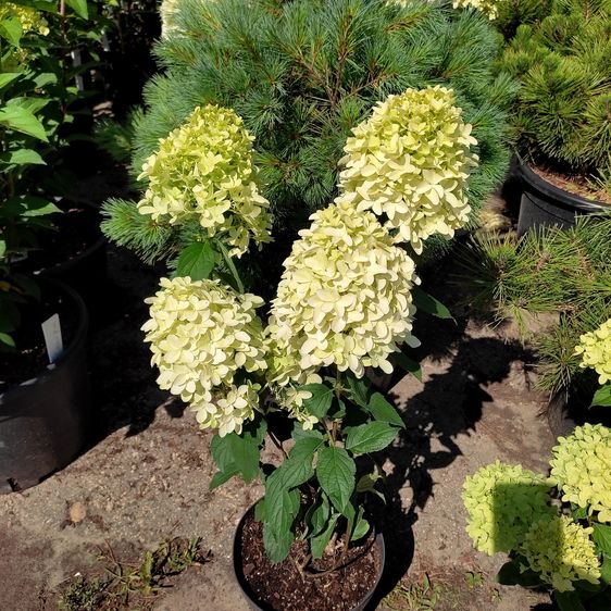 Гортензія волотиста Скайфолл / С5 / Hydrangea Skyfall