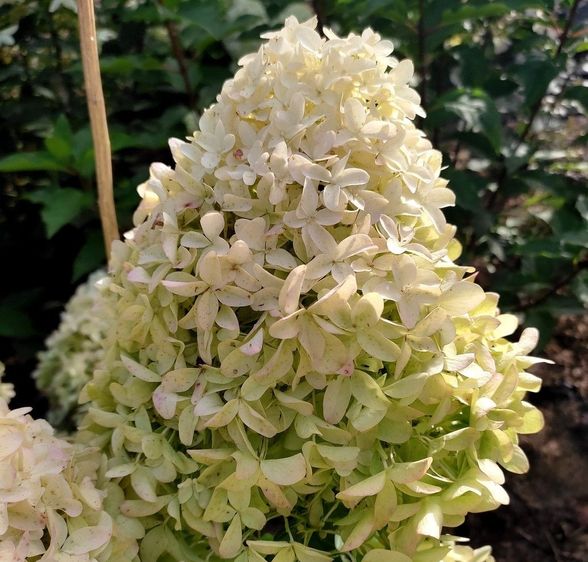 Гортензія волотиста Скайфолл / С5 / Hydrangea Skyfall