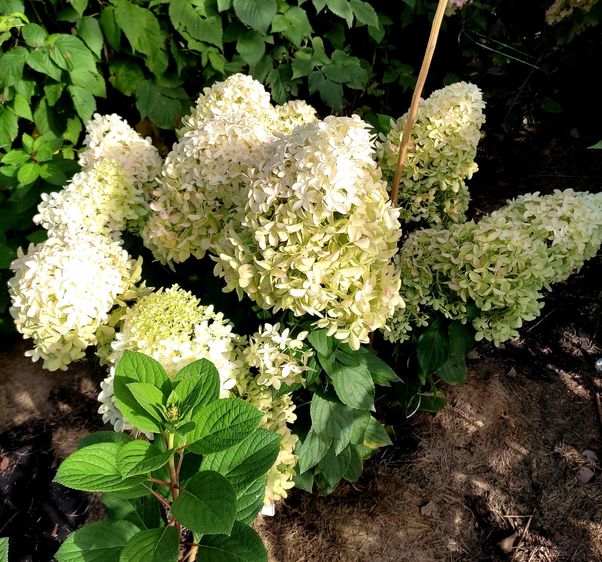 Гортензия метельчатая Скайфолл / С5 / Hydrangea Skyfall