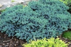 Ялівець Блю Стар / d 15-20 / Juniperus Blue Star