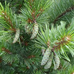 Сосна веймутова Макопин / h 40-60 / Pinus strobus Macopin