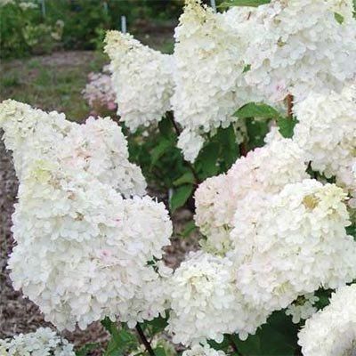 Гортензія волотиста Діамантіно / С5 / Hydrangea Diamantino