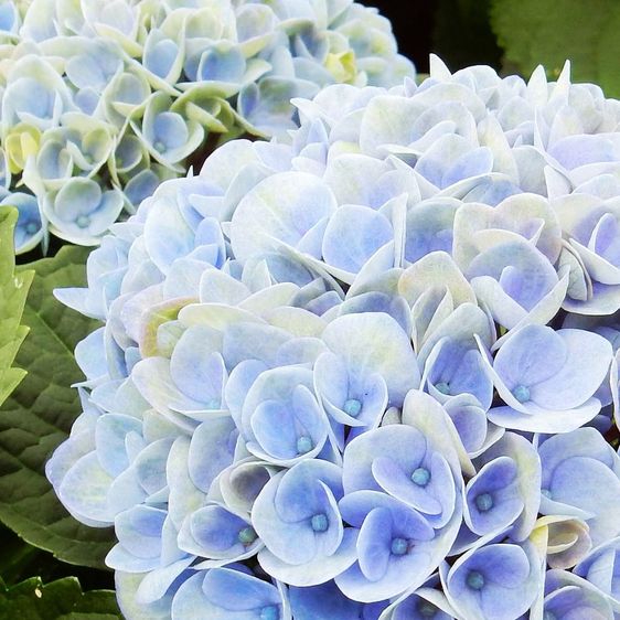 Гортензія крупнолиста Еволюшн / С5 / Hydrangea Evolution