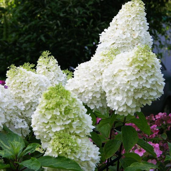 Гортензія волотиста Діамантіно / С5 / Hydrangea Diamantino