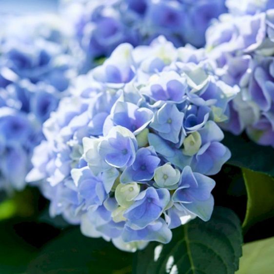 Гортензія крупнолиста Еволюшн / С5 / Hydrangea Evolution