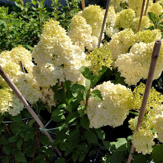 Гортензія волотиста Діамантіно / С5 / Hydrangea Diamantino