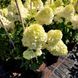 Гортензія волотиста Діамантіно / С5 / Hydrangea Diamantino