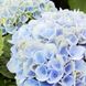 Гортензия крупнолистная Эволюшн / С5 / Hydrangea Evolution