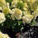 Гортензія волотиста Діамантіно / С5 / Hydrangea Diamantino