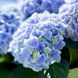 Гортензия крупнолистная Эволюшн / С5 / Hydrangea Evolution