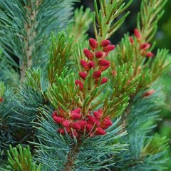 Сосна японская Бергман / h 70-80 / Pinus parviflora Bergman
