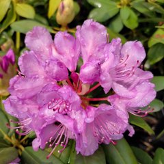 Рододендрон Боурзалт / С10 / Rhododendron Boursault
