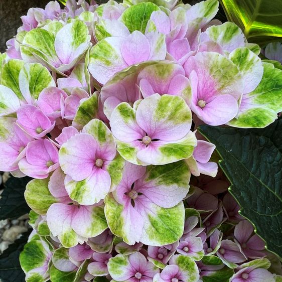 Гортензія крупнолиста Революшн / С5 / Hydrangea Revolution