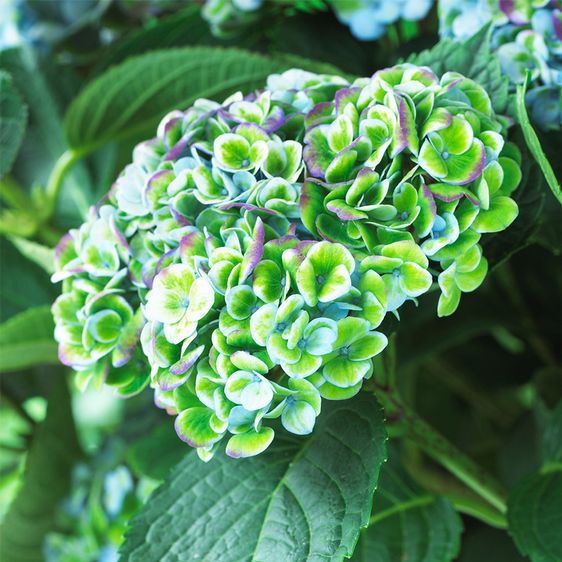 Гортензія крупнолиста Революшн / С5 / Hydrangea Revolution