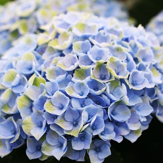 Гортензия крупнолистная Революшн / С5 / Hydrangea Revolution