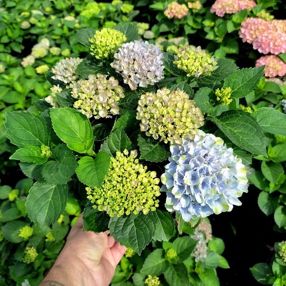 Гортензія крупнолиста Революшн / С5 / Hydrangea Revolution