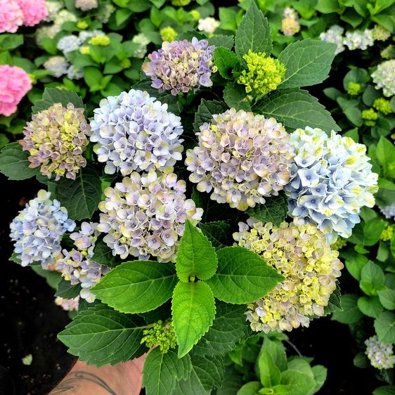 Гортензія крупнолиста Революшн / С5 / Hydrangea Revolution