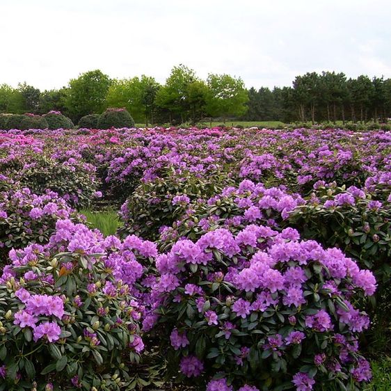 Рододендрон Боурзалт / С10 / Rhododendron Boursault